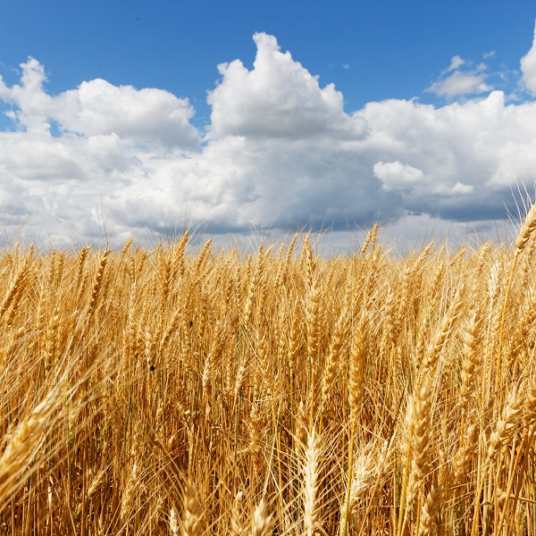 Crop rotation